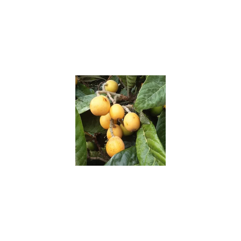 Nespre / Micaco 1kg