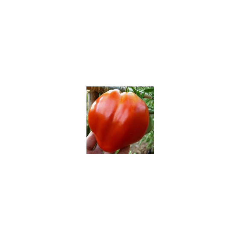 Tomàquet varietats antigues 1kg