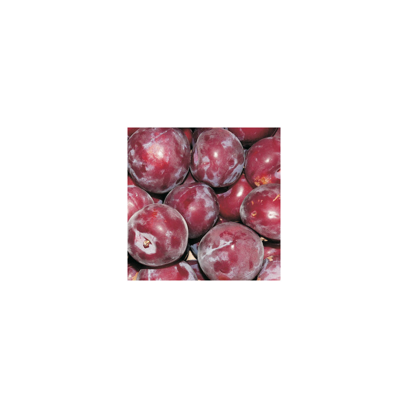Pruna  rosada 500 gr