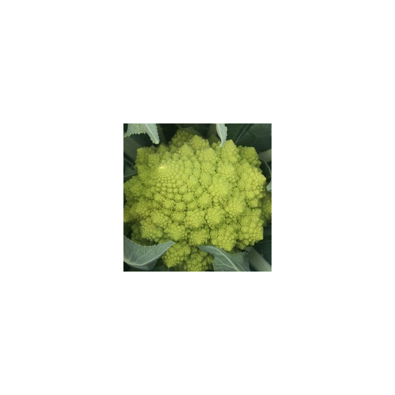Romanesco