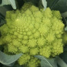 Romanesco